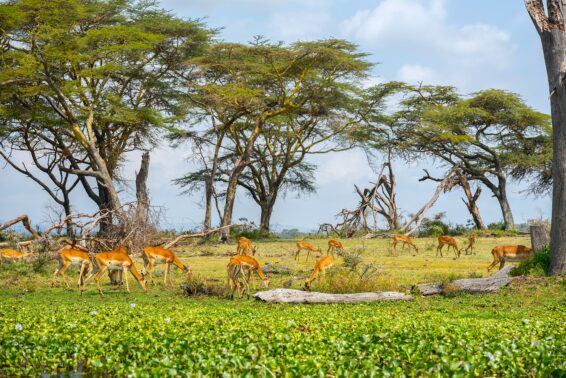 Wildlife grazing in a protected savannah landscape highlighting the role of national parks in conservation and tourism revenue.
