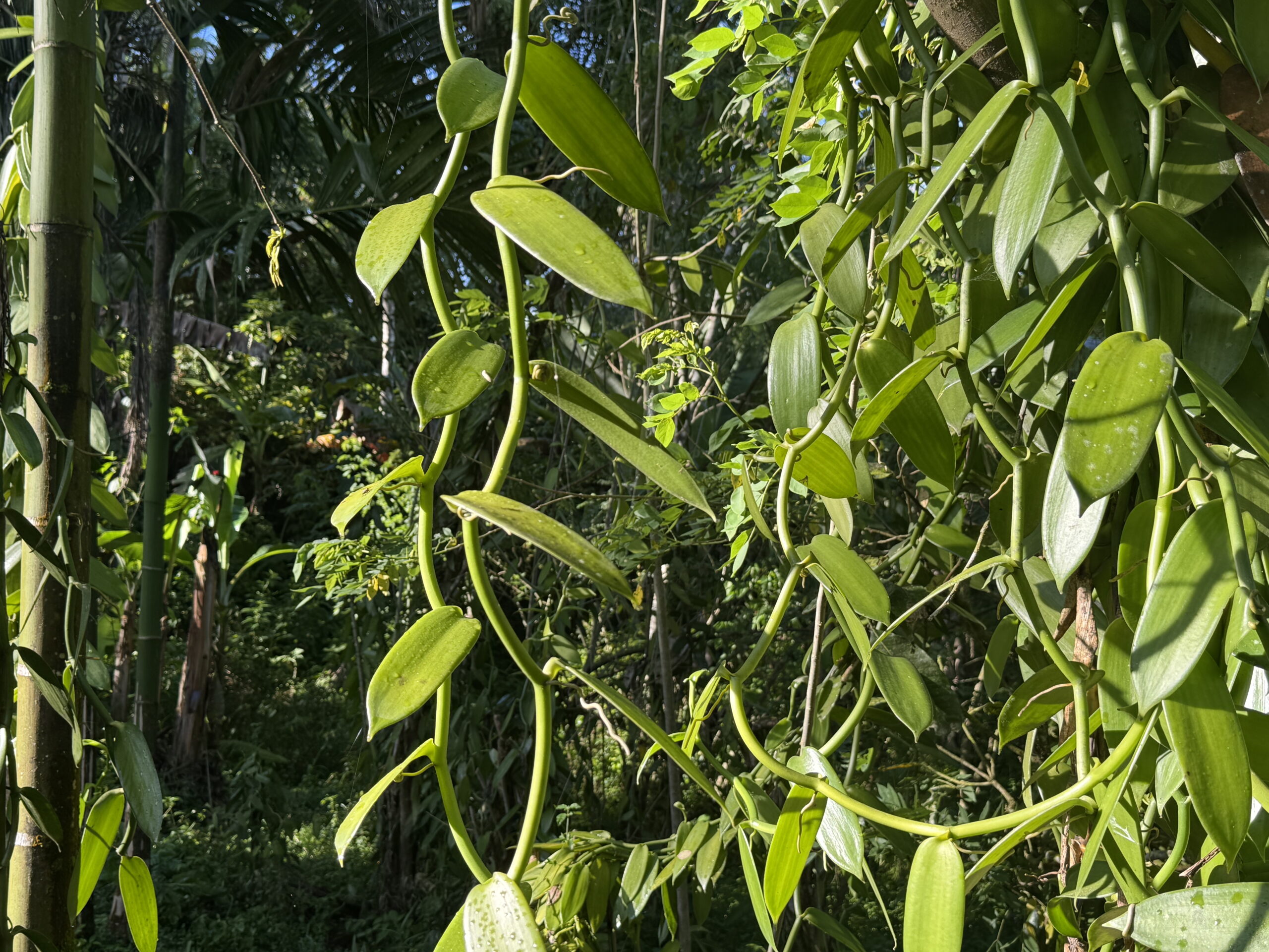 Vanilla vines growing on support trees in a forest agroforestry system in Kawowogi village, Managalas Plateau, Papua New Guinea.