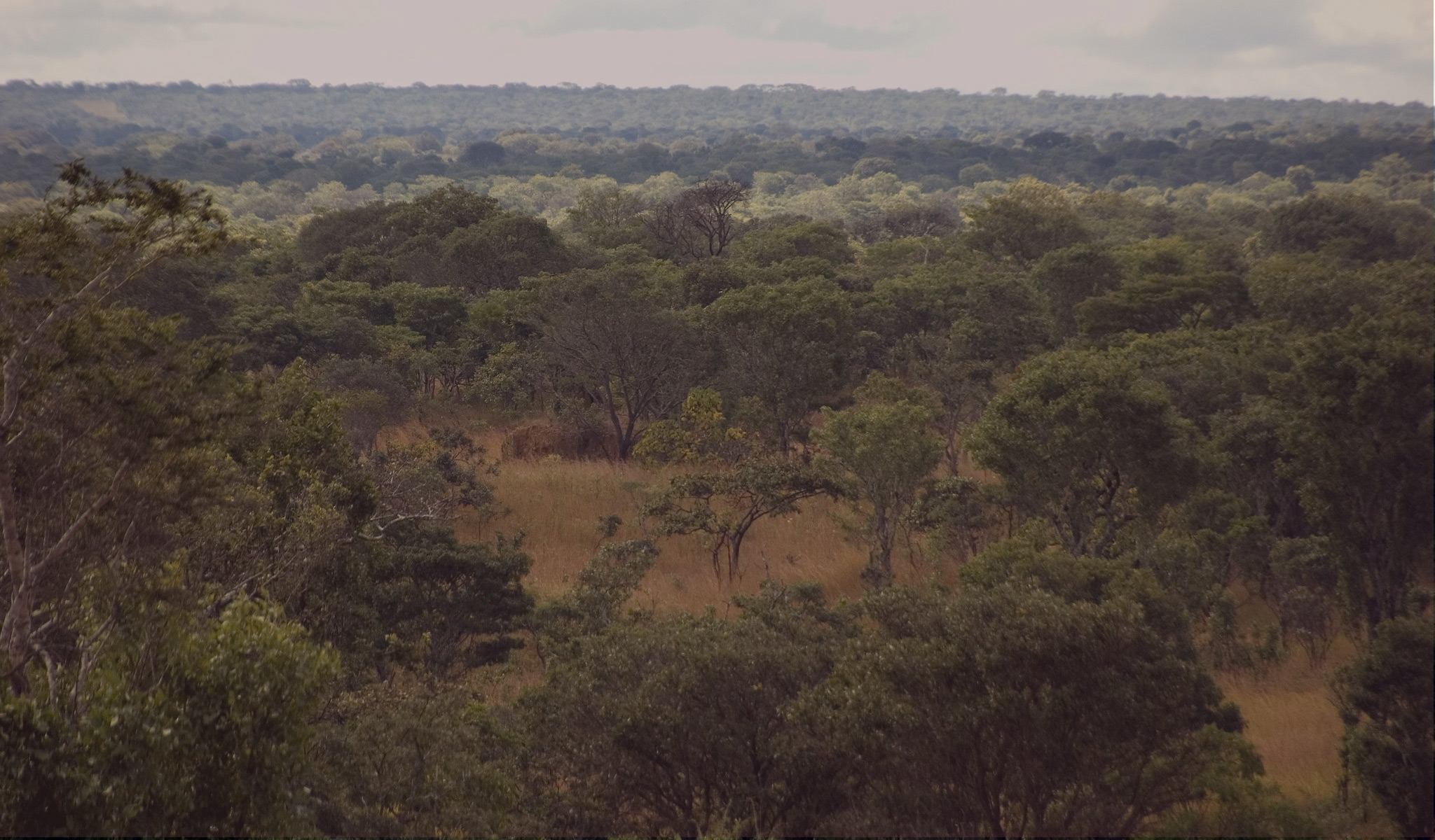 How charcoal producers are restoring Zambia’s Miombo woodlands