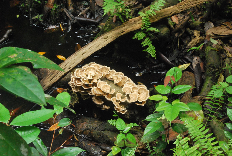 Much room for mushrooms in global diets