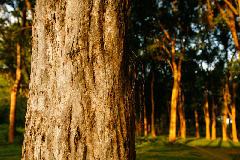Hutan Kerakyatan Gaya Eropa