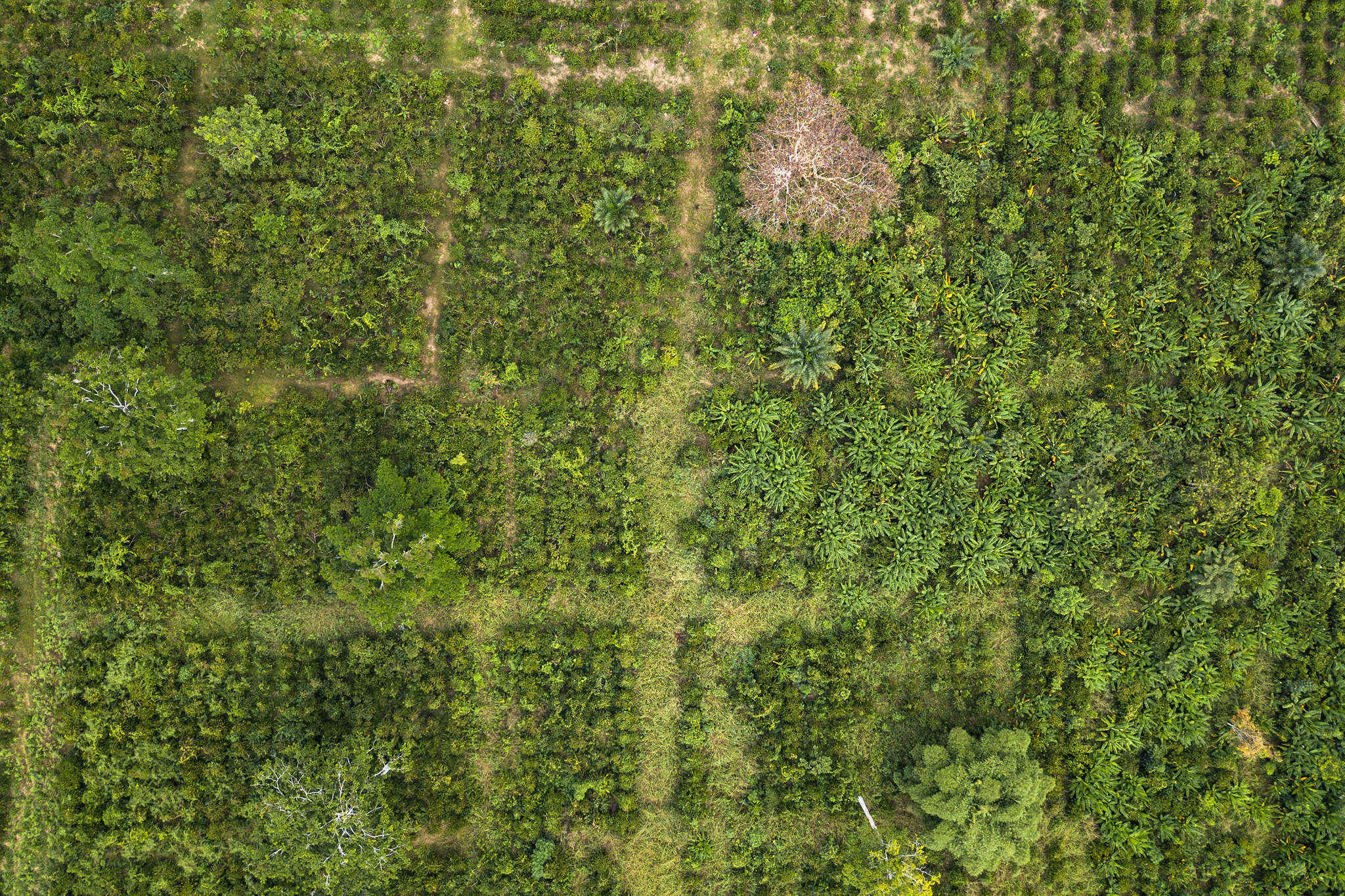 Coffee agroforestry farm in Yangambi, DRC.