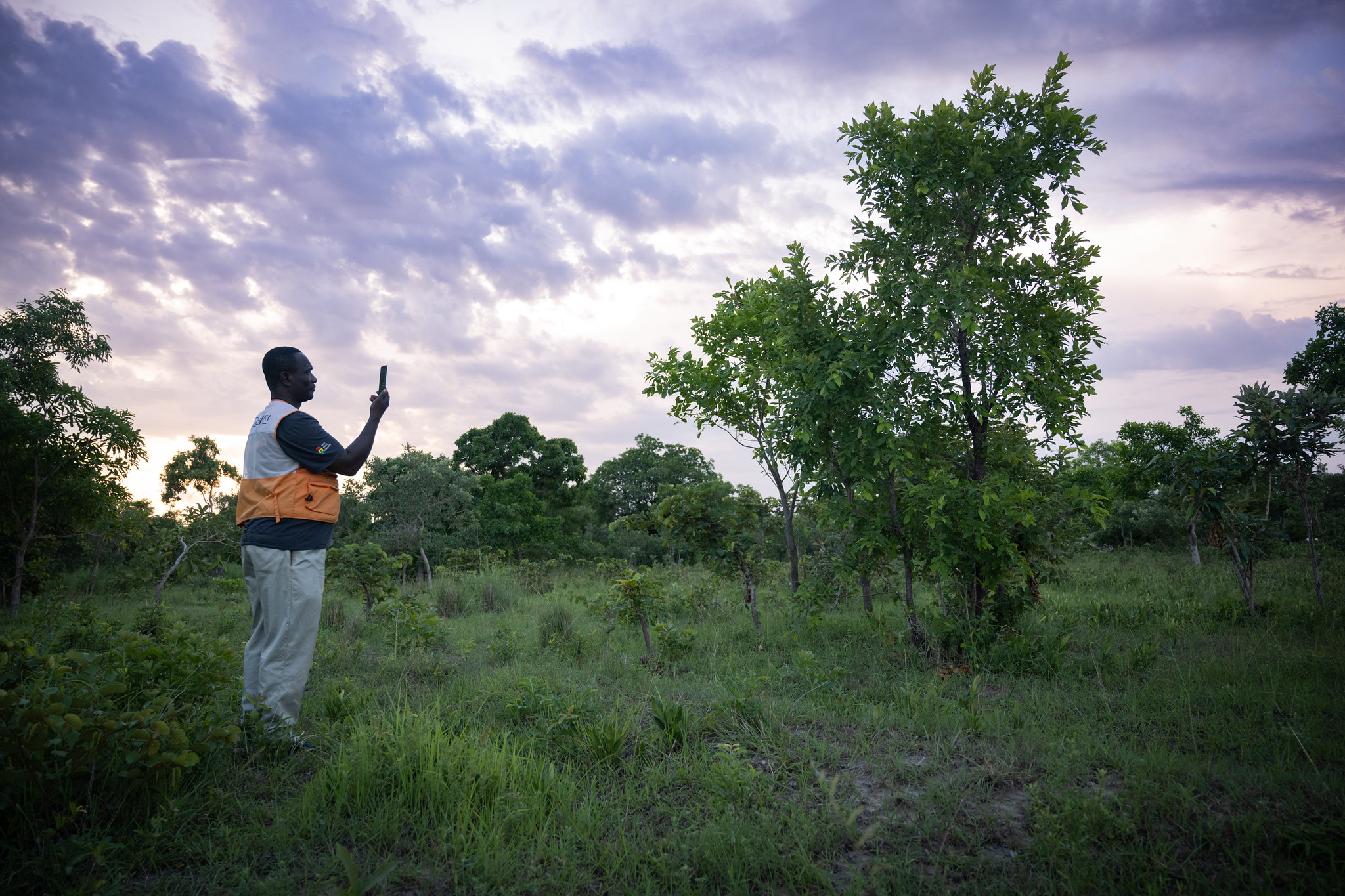 A field officer photographs a tree in a restored landscape in Ghana.