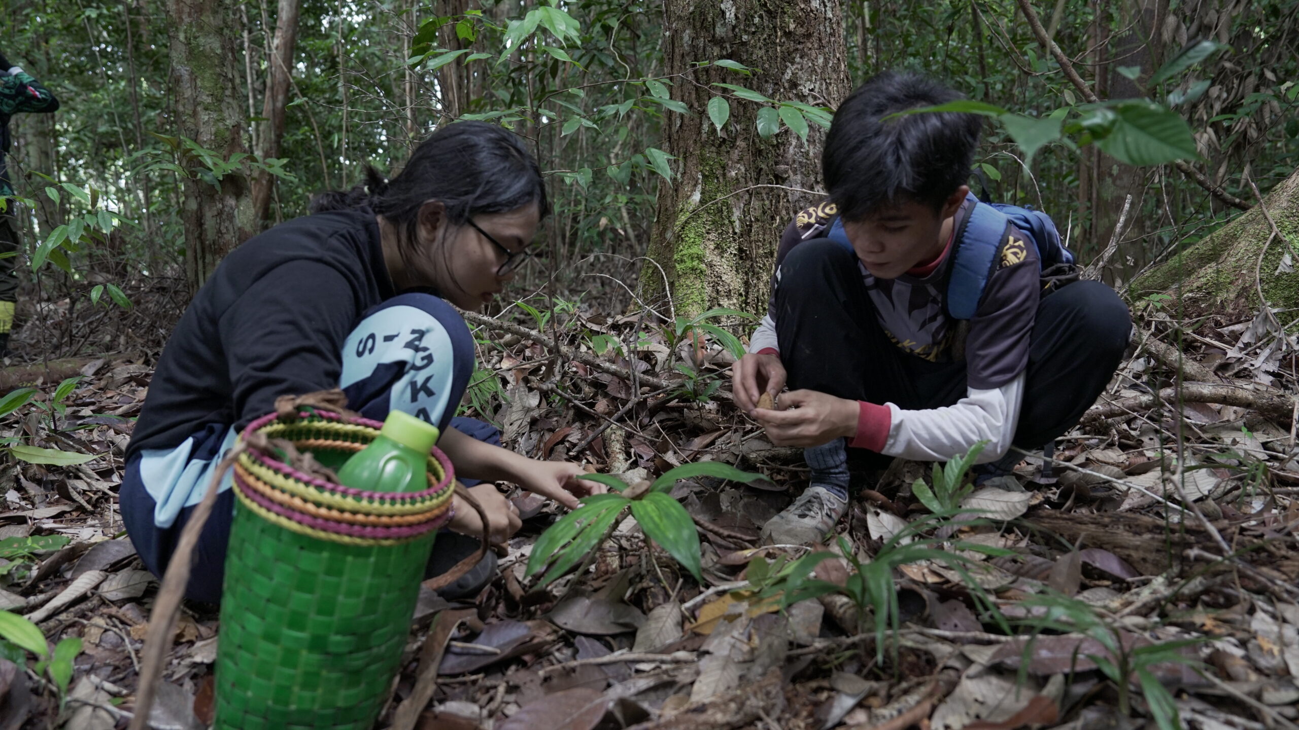 Two people crouch on a forest floor during orangutan population monitoring along a line transect.