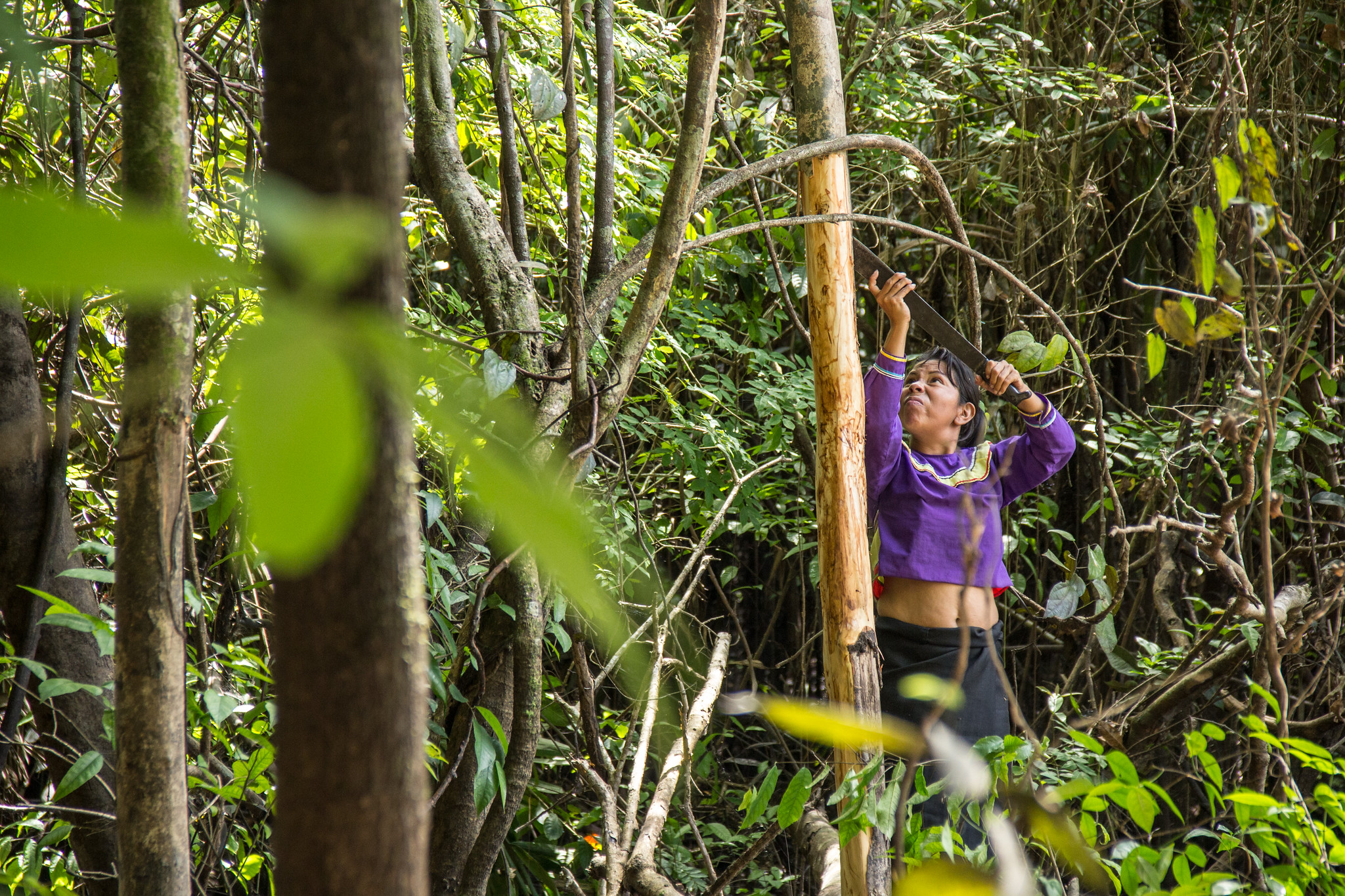 Small-scale forestry activities in the Indigenous community of Callería in the Peruvian Amazon.