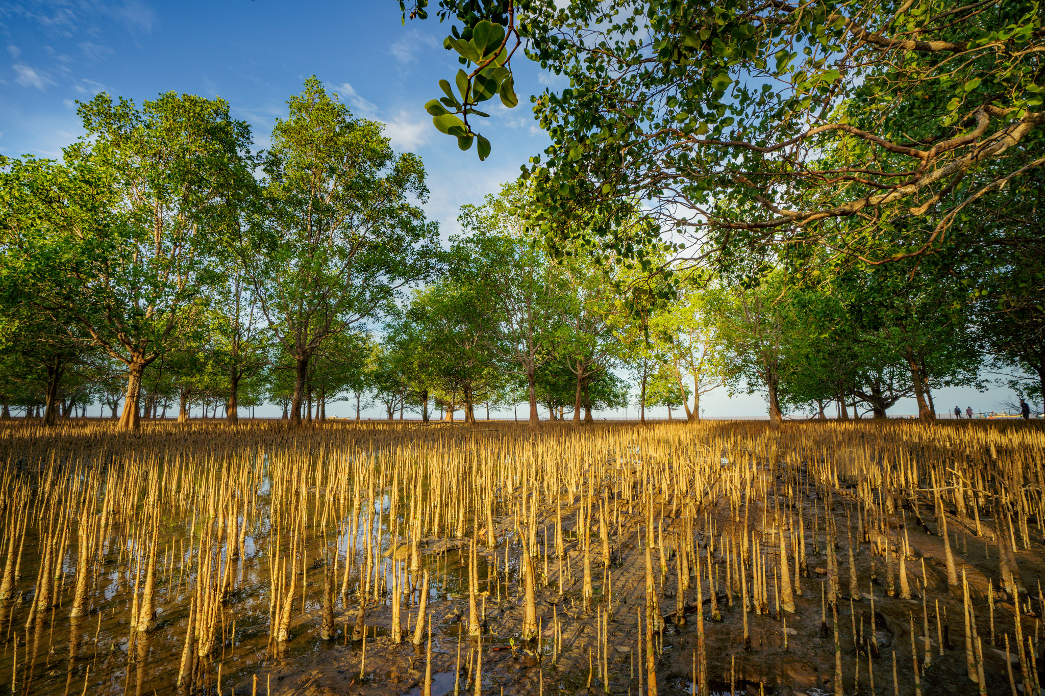 Mangrove trees and exposed roots growing in tidal mud on Pasir Timbul Island, South Sumatra, Indonesia.
