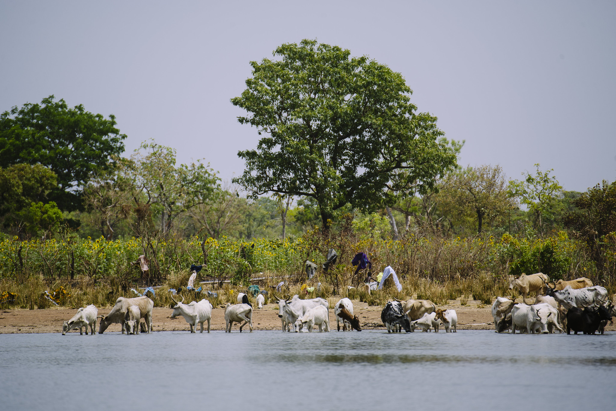 The other 70%: Why &ldquo;30&times;30&rdquo; won&rsquo;t fix biodiversity loss on its own