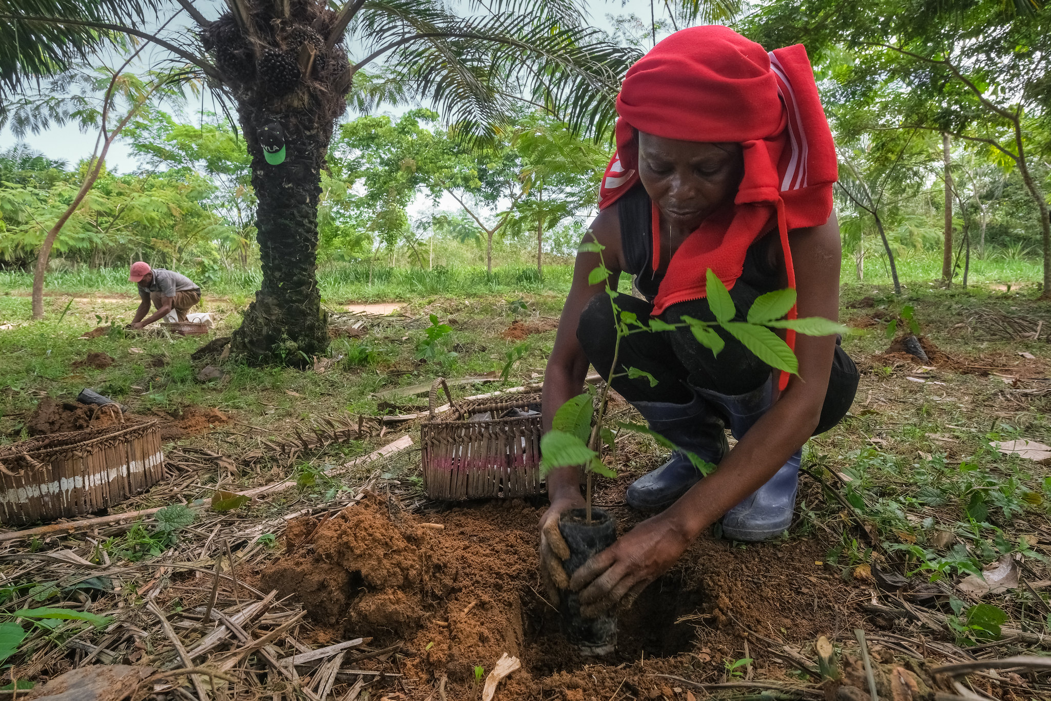 A woman plants a tree seedling in the soil at a tree-planting site in Yangambi, Democratic Republic of the Congo.