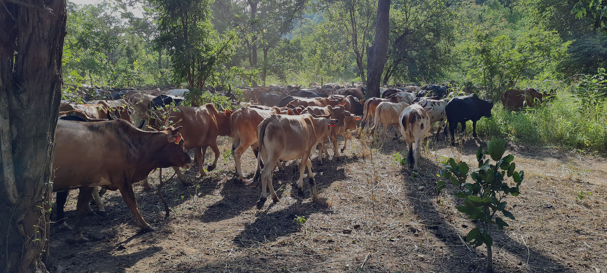 Zambia’s agroecological miracle workers: hope for a food-insecure world