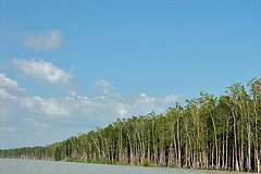 Keresahan Sektor Bisnis tentang REDD+ dan Moratorium Konsesi Hutan