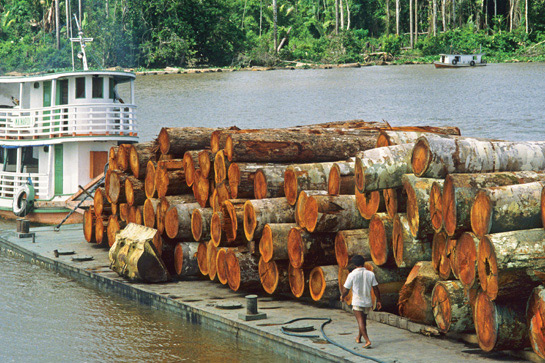 Día de la Amazonía: Siete razones por las que el mundo necesita al bosque de los bosques