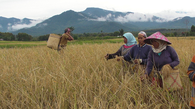 Ekonomi hijau harus memberi manfaat kepada komunitas lokal, ungkap Satuan Pelaksana REDD+ Indonesia