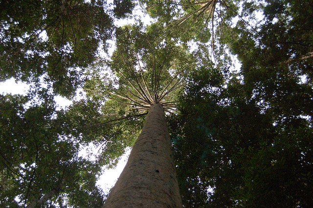 ‘Kekayaan hijau’ dapat menghidupkan sektor ekonomi baru, ujar Presiden Indonesia