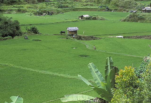 Manisnya hasil kebun: Bagaimana petani Petani mengubah lanskap kakao dan kelapa sawit di Asia Tenggara melakukan perubahan pada lanskap mereka
