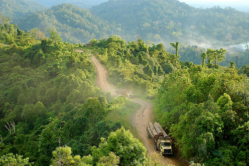 Indonesia’s forest moratorium: A stepping stone to better forest governance?
