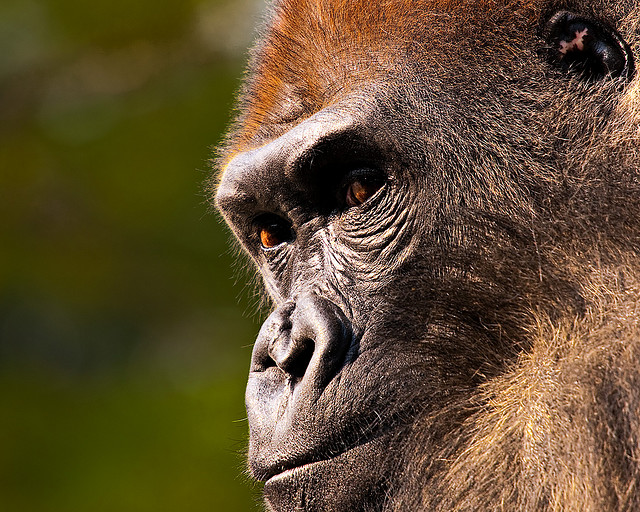 Cooperation, education and enforcement key to Cross River gorilla survival