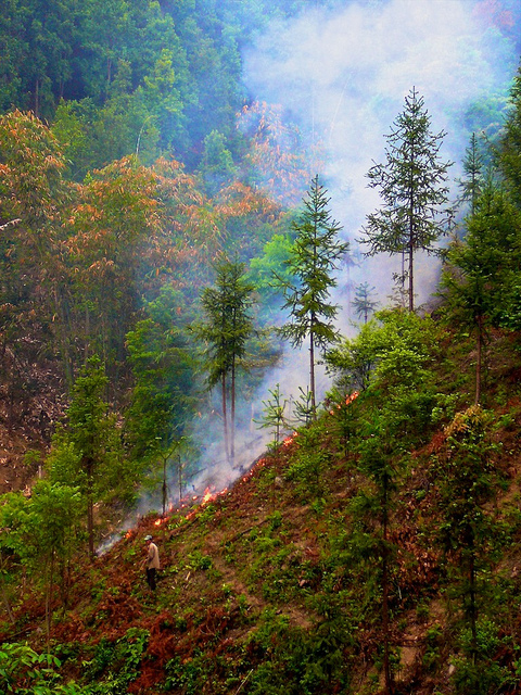 Experts, leaders call for comprehensive approach on forestry issues