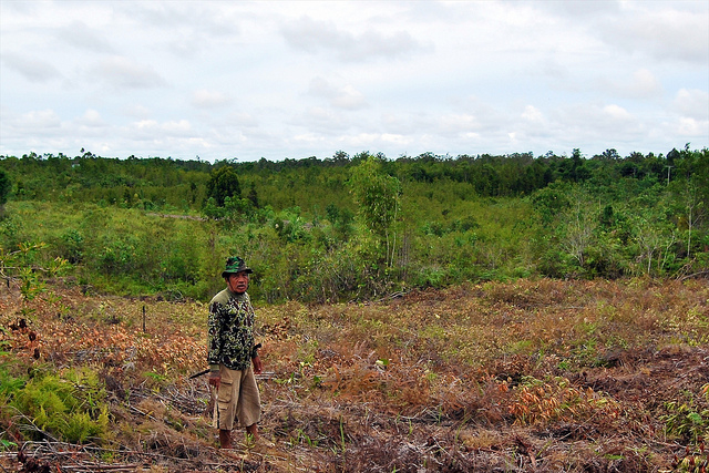 Kementerian Kehutanan harapkan selesaikan pedoman safeguards REDD+ akhir November 2011