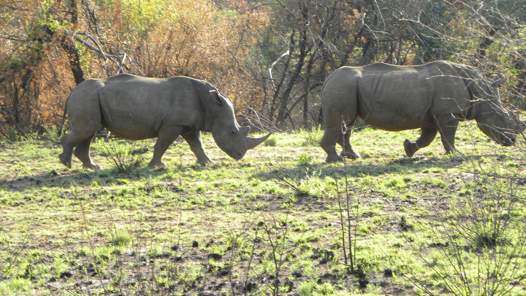 Killed for keratin? The unnecessary extinction of the rhinoceros