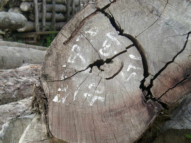 Pemerintah Perlu Menangani Korupsi Untuk Mengendalikan Pembalakan Liar