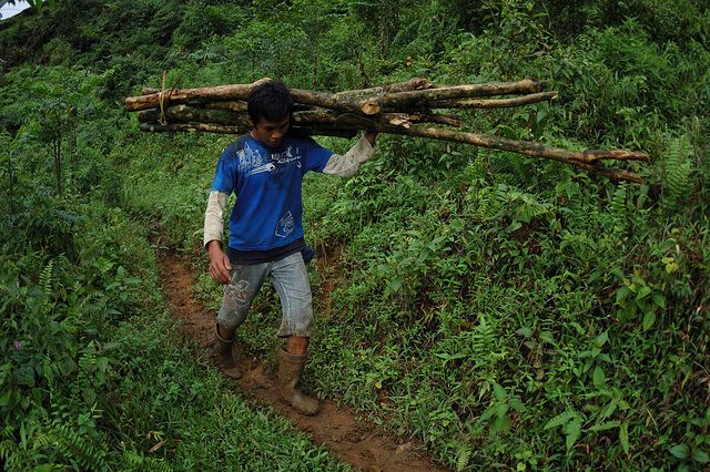 Can you log your forest and eat it too?