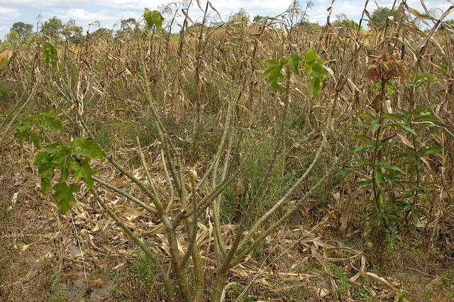 How to connect REDD+ and markets while avoiding crises over access to land