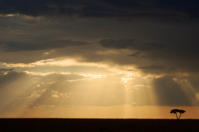REDD+ best chance for progress on climate change at Durban, says scientist