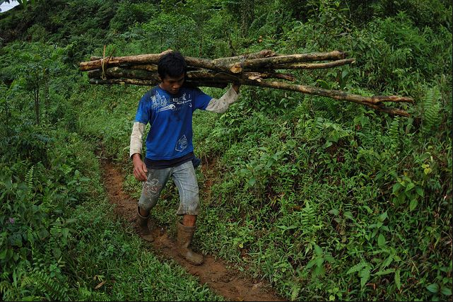 Dapatkah Membalak Hutan Sekaligus Mengenyangkan Perut?