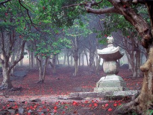 “De tierra árida a nación verde”: Cómo recuperó Corea del Sur sus bosques degradados