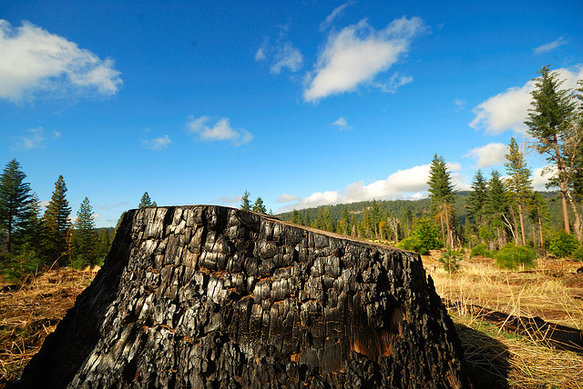 California working with global governors group to include REDD+ in trade scheme