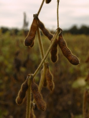 ‘Hutang karbon’ yang dihasilkan bahan bakar nabati harus diperhitungkan dalam diskusi mengenai keberlanjutan, menurut studi terbaru