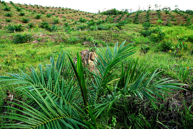 Pemerintah Mengajak Masyarakat Mengkritisi Draft Strategi Nasional REDD+