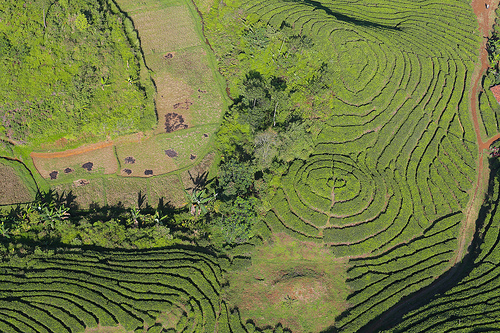 Investasi internasional di sektor pertanian: Apakah pengaruh negatifnya melebihi keuntungannya?
