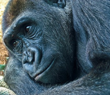 Upaya pelestarian kera besar harus terpadu dengan REDD+, kata ahli primata