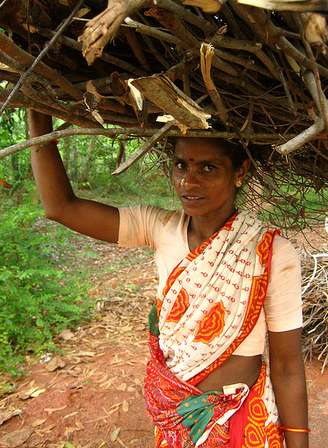 India needs to rethink joint forest management, says expert