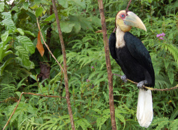 Indonesia sets aside 45% of forest-rich Kalimantan to be world’s lungs