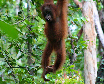 Preserving peatlands benefits orangutans, makes economic sense, experts say