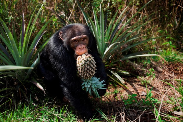 Chimps Steal Less Often From Their Friends, Even When Offered Pineapple
