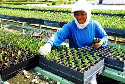 “Tanaman perancang” dapat membantu memenuhi kebutuhan minyak sawit global dan mencegah deforestasi