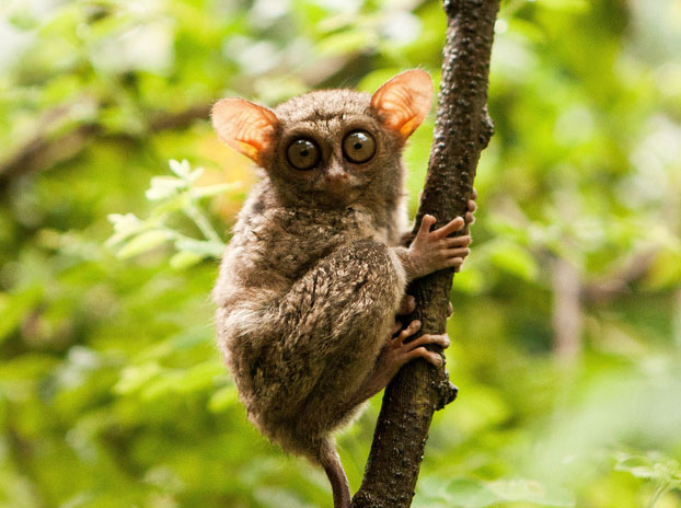 Mencontoh orangutan, promosi satwa langka menarik turis dan meningkatkan pendapatan