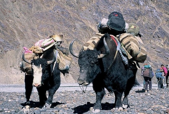 Push for forest conservation destroying Pakistani yak herding practices