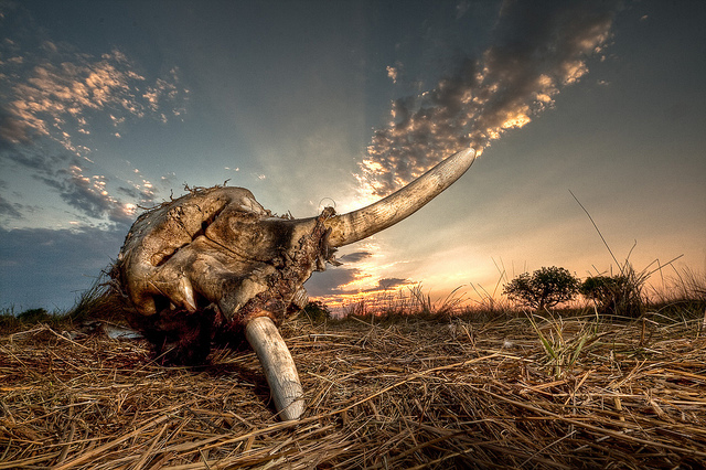 Poachers using military-style tactics in massacre for ivory