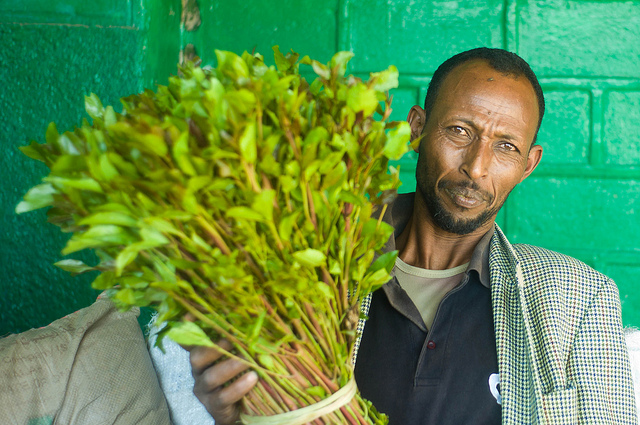 Khat cultivation in Ethiopia fuels economy, reduces deforestation