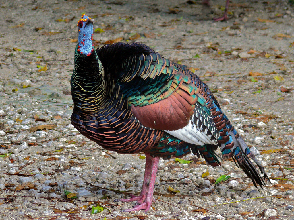 Multiple-use forest saves turkey from being hunted to death
