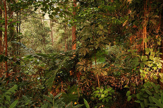 Global community needs to invest in MRV capacity in forest-rich developing countries to make REDD+ work