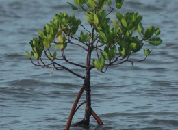 Perusakan mangrove “ mengkhawatirkan”. Sayangnya tidak termasuk dalam rancangan resolusi Rio+20