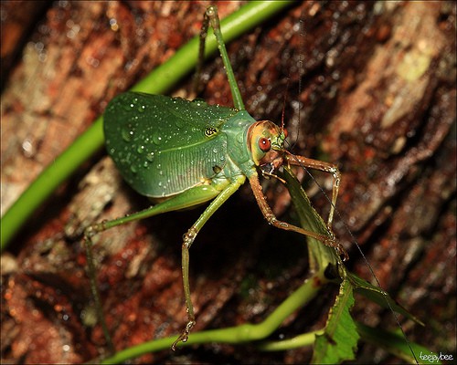 Rainforest katydid insect - CIFOR-ICRAF Forests News