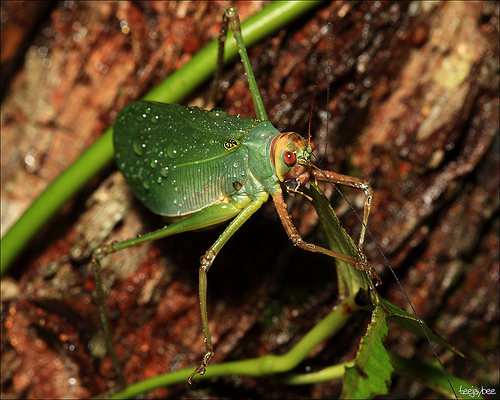 Rainforest katydid insect - CIFOR-ICRAF Forests News