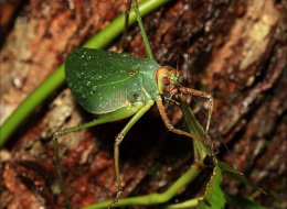 Why taxonomy is important for biodiversity-based science