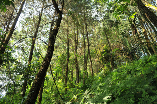 One of Indonesia’s top REDD+ experts discusses logging moratorium progress